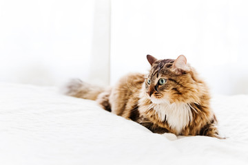 Grey cat lying on bed