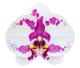 white phalaenopsis orchid flower isolated on white with clipping