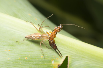 Spiders catching flies for eat, After waiting for a long time.