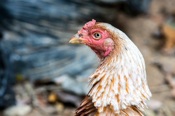 close up portrait of hen