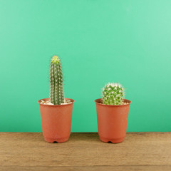 The little green cactus in small brown plant pot on brown wooden planks for home decoration.