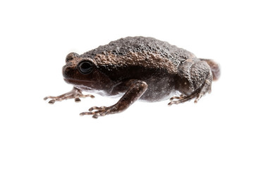 Fototapeta premium young bullfrog on white background.