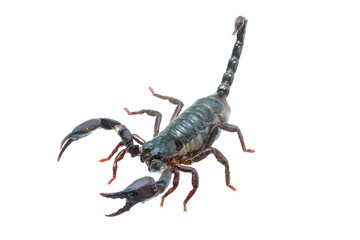 Giant forest female scorpion species found in tropical and subtropical areas in Asia.