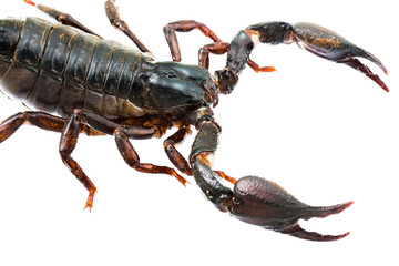 Giant forest female scorpion species found in tropical and subtropical areas in Asia.