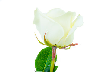 Close up of white rose isolated on white background