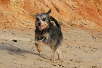 Yorkshire Terrier hat Spaß im Sand