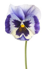 pansy