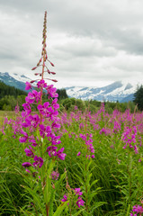 Fireweed - Juneau, Alaska