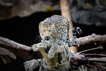 Plakat leopard