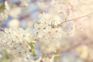 Cherry blossoms on a branch in the sunshine. Tonning photo