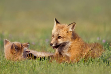 Foxes at Play