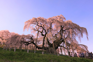 三春の瀧桜