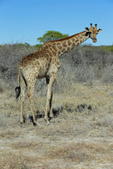 Naklejka na ściany i meble Giraffe im Etosha Nationalpark. Namibia 