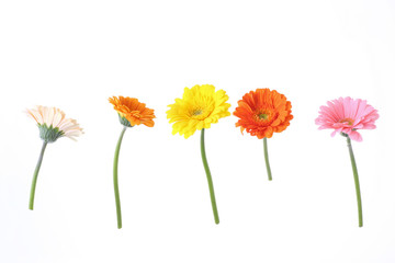 Gerber flowers isolated on white background