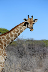Giraffe im Etosha Nationalpark. Namibia