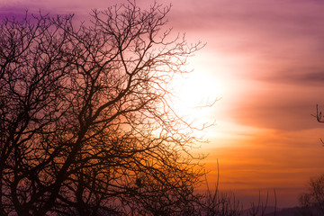 Fototapeta na wymiar Branches of tree in a colorful sky orange sunset