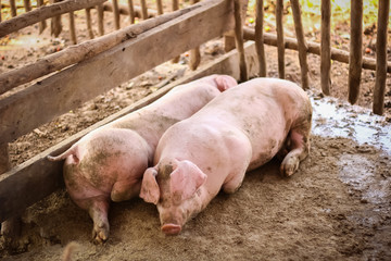 young pigs lay in wooden cage