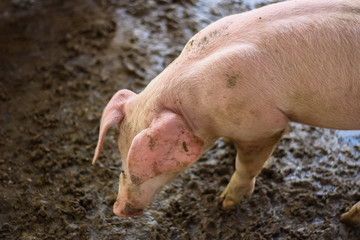 young pigs lay in wooden cage