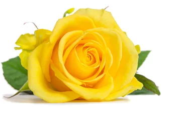 Photo sur Plexiglas Roses Rose jaune isolé sur fond blanc