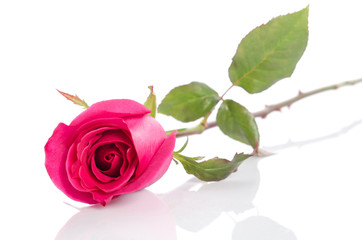 Fototapeta premium Red rose isolated on white background.