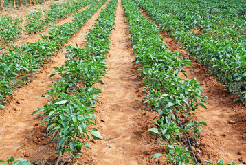 Capsicum plants with ripening green fruits from a cultivation field in India. Capsicum is also known as bell pepper, red pepper and green pepper.