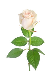 beautiful single white rose on a white background
