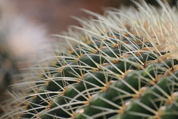 closeup cactus