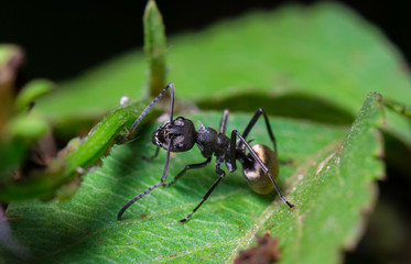 black ant on green leaf