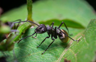 Fototapeta na wymiar black ant on green leaf