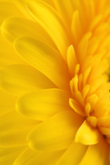 Yellow gerbera daisy flower as a background