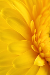 Yellow gerbera daisy flower as a background © ValentinValkov