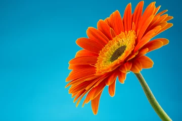 Photo sur Plexiglas Gerbera Beautiful orange gerbera flower isolated