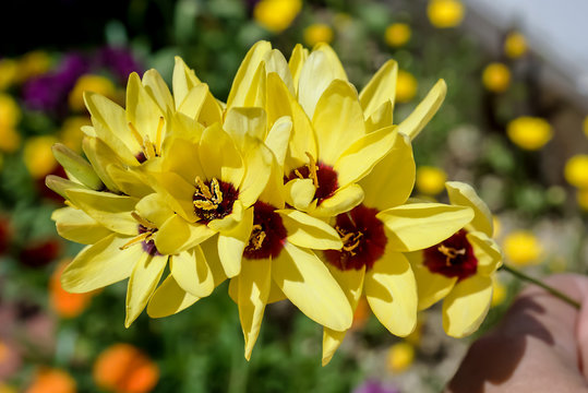 Fototapeta beautiful ixia flower in garden japan