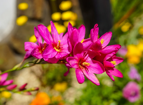 Fototapeta beautiful ixia flower in garden japan