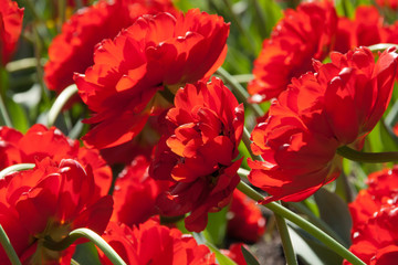 A lot of red peonies