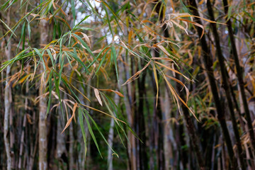 bamboo forest in autumn