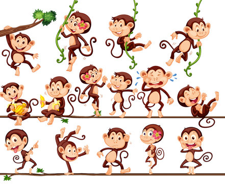 Monkeys doing different actions