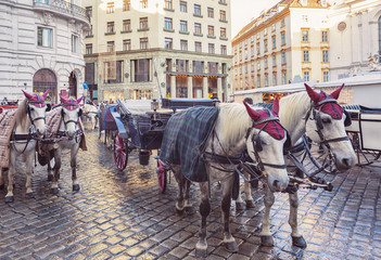 Naklejka na ściany i meble winter horse carriages in the center of Vienna