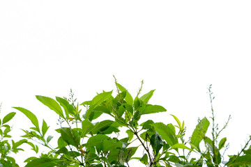 green leaf isolated on white background