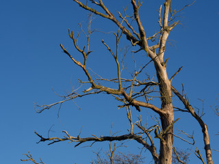 Abgestorbener Baum vor blauem Himmel