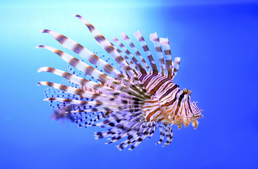 Beautiful zebra fish or striped lionfish in the aquarium - Powered by Adobe