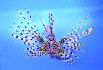 Naklejka na ściany i meble Beautiful zebra fish or striped lionfish in the aquarium