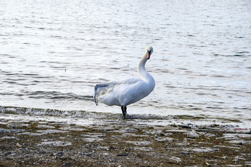 broken wing swan . lake ohrid, macedonia