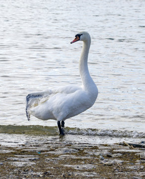 broken wing swan . lake ohrid, macedonia