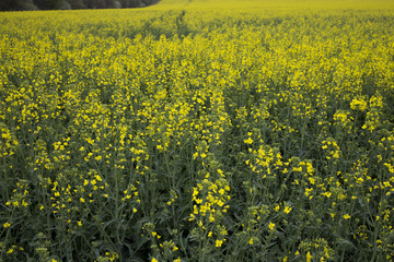 Obraz premium Rapeseed field.