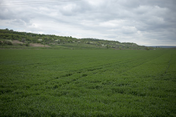 Fototapeta na wymiar Green field and cloudy day.