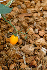 Ripe natural tomatoes growing on a branch (Holland tomato)