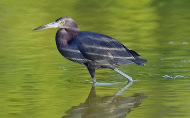 Little Blue Heron (Egretta caerulea) is fishing