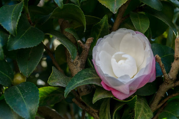 Tsubaki (Camellia)