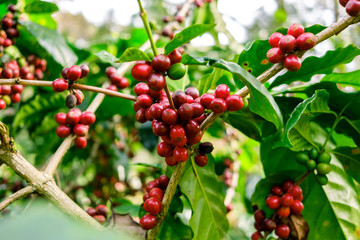 Obraz premium Coffee beans on tree